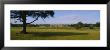 Flock Of Sheep Grazing In A Field, Holkham Hall, Norfolk, England by Panoramic Images Limited Edition Print