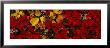 Leaves, Denali National Park, Alaska, Usa by Panoramic Images Limited Edition Pricing Art Print