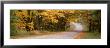 Country Road Passes Through A Forest, Empire, Michigan, Usa by Panoramic Images Limited Edition Print