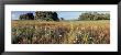 Wild Flowers In A Field, Andalucia, Spain by Panoramic Images Limited Edition Print