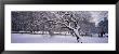 Trees Covered With Snow In A Park, Central Park, New York, Usa by Panoramic Images Limited Edition Print