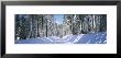 Snow Covered Road, Crane Flat, Yosemite National Park, California, Usa by Panoramic Images Limited Edition Pricing Art Print