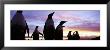 Silhouette Of A Group Of Gentoo Penguins, Falkland Islands by Panoramic Images Limited Edition Pricing Art Print