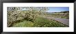 Blooming Cherry Trees In A Vineyard, Traverse City, Michigan, Usa by Panoramic Images Limited Edition Print