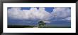 Oak Tree In A Landscape, Stelle, Illinois, Usa by Panoramic Images Limited Edition Print