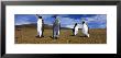 Four King Penguins Standing On A Landscape, Falkland Islands by Panoramic Images Limited Edition Pricing Art Print