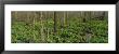 Trees Among Yellow Flowers In The Forest, Cedar Bog, Urbana, Ohio, Usa by Panoramic Images Limited Edition Pricing Art Print