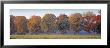 Trees In A Garden, South Bohemia, Czech Republic by Panoramic Images Limited Edition Pricing Art Print