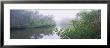 Stream Flowing Through A Forest, South Creek, Oscar Scherer State Park, Osprey, Florida, Usa by Panoramic Images Limited Edition Print