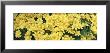 Petunias In A Garden, Botanical Garden Of Buffalo And Erie County, Buffalo, New York, Usa by Panoramic Images Limited Edition Print
