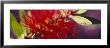 Bottlebrush Flower, Sacramento, California, Usa by Panoramic Images Limited Edition Pricing Art Print