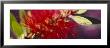 Bottlebrush Flower, Sacramento, California, Usa by Panoramic Images Limited Edition Print