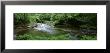 River Flowing Through A Forest, Ricketts Glen State Park, Pennsylvania, Usa by Panoramic Images Limited Edition Print