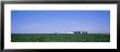 Corn Field, Marion County, Illinois, Usa by Panoramic Images Limited Edition Pricing Art Print