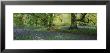 Bluebells In A Forest, Thorp Perrow Arboretum, North Yorkshire, England by Panoramic Images Limited Edition Print