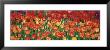 Tulips In A Garden, Botanical Garden Of Buffalo And Erie County, Buffalo, New York, Usa by Panoramic Images Limited Edition Print