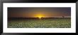 Field Of Safflower At Dusk, Sacramento, California, Usa by Panoramic Images Limited Edition Pricing Art Print