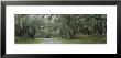 Oak Trees On Both Sides Of A Road, Florida, Usa by Panoramic Images Limited Edition Print