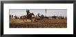 Cowboys Roping A Calf, North Dakota, Usa by Panoramic Images Limited Edition Print