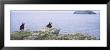 Atlantic Puffins Perching On Rocks, Maberly, Newfoundland And Labrador, Canada (Fratercula Arctic) by Panoramic Images Limited Edition Print