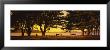 Trees In A Field, Crissy Field, San Francisco, California, Usa by Panoramic Images Limited Edition Pricing Art Print