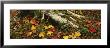 Tree Roots Growing Over Moss Covered Rocks, Stowe, Vermont, Usa by Panoramic Images Limited Edition Pricing Art Print