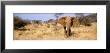 Elephant, Somburu, Kenya, Africa by Panoramic Images Limited Edition Print