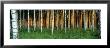 Birch Trees, Saimma, Lakelands, Finland by Panoramic Images Limited Edition Pricing Art Print