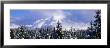 Forest, Chugach Mountains, Alaska, Usa by Panoramic Images Limited Edition Print