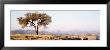 Tree, Debre Damo, Ethiopia, Africa by Panoramic Images Limited Edition Pricing Art Print