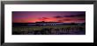 Vineyard At Sunset, Napa Valley, California, Usa by Panoramic Images Limited Edition Pricing Art Print