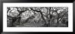 Oak Trees In A Forest, Lake Kissimmee State Park, Florida, Usa by Panoramic Images Limited Edition Print