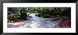 Bird River, Tasmania, Australia by Panoramic Images Limited Edition Print