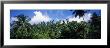 Rain Forest, Saint Lucia, West Indies by Panoramic Images Limited Edition Pricing Art Print