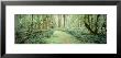 Trees Along A Trail, Quinault Rain Forest, Olympic National Park, Washington State, Usa by Panoramic Images Limited Edition Print