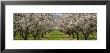 Almond Trees In An Orchard, California, Usa by Panoramic Images Limited Edition Pricing Art Print