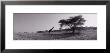 Giraffe On The Plains, Kenya, Africa by Panoramic Images Limited Edition Print