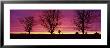 Oak Trees, Sunset, Sweden by Panoramic Images Limited Edition Print