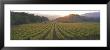 Sunset, Vineyard, Napa Valley, California, Usa by Panoramic Images Limited Edition Pricing Art Print