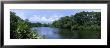 River Flowing Through A Forest, Oscar Scherer State Park, Sarasota, Florida, Usa by Panoramic Images Limited Edition Print