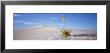Soaptree Yucca, White Sands National Monument, New Mexico, Usa by Panoramic Images Limited Edition Print