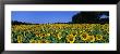 Sunflowers In A Field, Provence, France by Panoramic Images Limited Edition Pricing Art Print