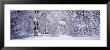 Forest In Winter, Yosemite National Park, California, Usa by Panoramic Images Limited Edition Print