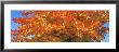 Sugar Maples, Minnesota, Usa by Panoramic Images Limited Edition Print