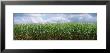 Cornfield, Christian County, Illinois, Usa by Panoramic Images Limited Edition Print