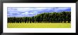 Row Of Trees, Uppland, Sweden by Panoramic Images Limited Edition Pricing Art Print