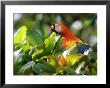 Scarlet Macaw, Peering Through Leaves, Costa Rica by Roy Toft Limited Edition Print