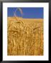 Harvest Time Wheat Crop, Palouse, Washington, Usa by Terry Eggers Limited Edition Print