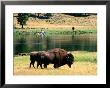 Pair Of American Bison Beside Yellowstone River, Hayden Valley, Yellowstone National Park, Wyoming by David Tomlinson Limited Edition Pricing Art Print