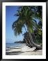 White Sandy Beach And Leaning Palm Trees, Koh Samui, Thailand, Southeast Asia by D H Webster Limited Edition Print
